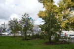 Деревья с Михайловской набережной спасли от уничтожения